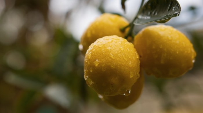 Lemon soil perlite dry water only both when tree does why look over watered plenty under has comments indoorgarden